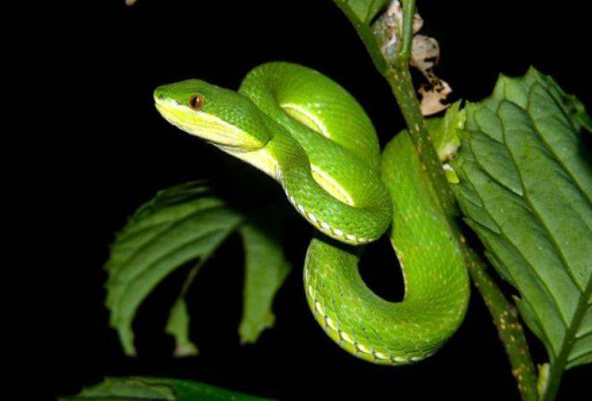 Mơ thấy con rắn xanh cắn mình có phải là điềm xấu?