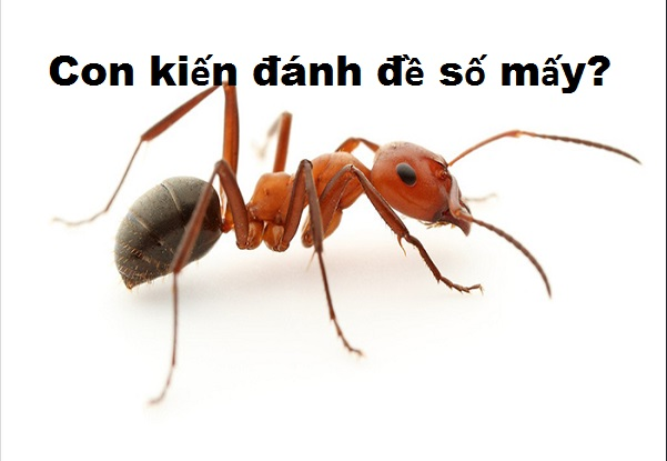 Mơ thấy kiến đánh con gì dễ húp bạc tỷ