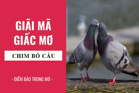 Luận giải điềm báo trong khi nằm mơ thấy chim bồ câu