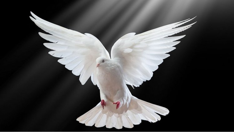 Mê ngủ thấy chim bồ câu đang xây tổ