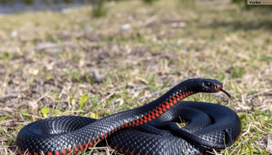 Ý nghĩa khi thấy rắn đen bò vào nhà trong giấc mơ